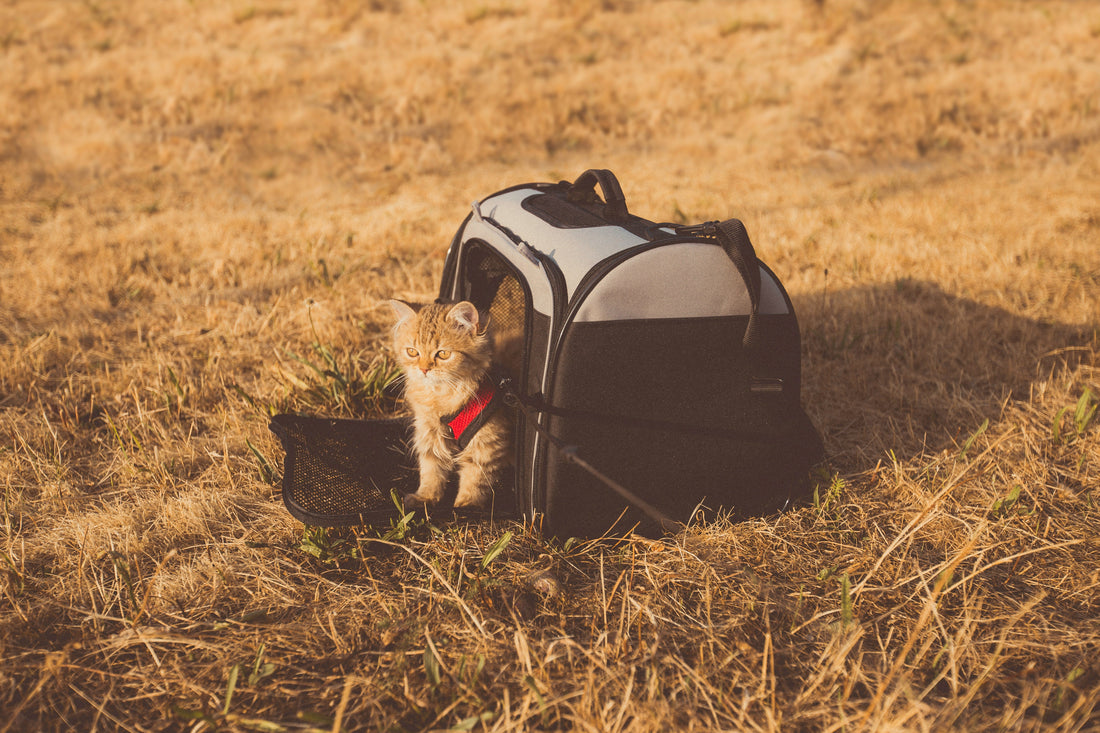 Moving abroad with pets: the complete guide for relocating families